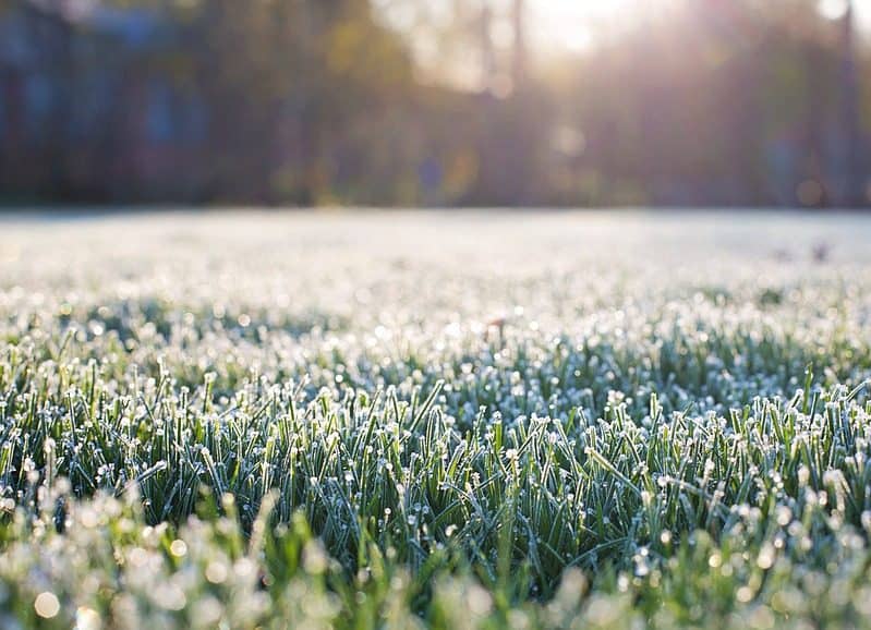 Lawn diseases to look out for in winter