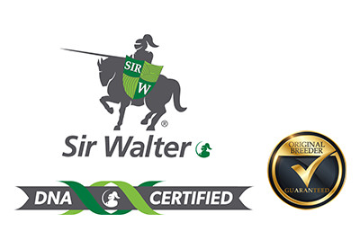 Sir Walter DNA Certified Buffalo