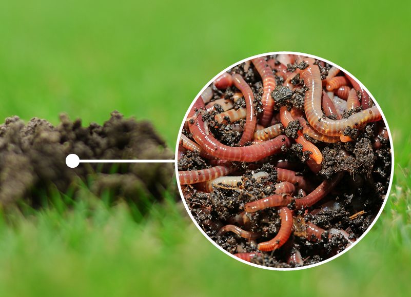 Earthworms and Your Lawn